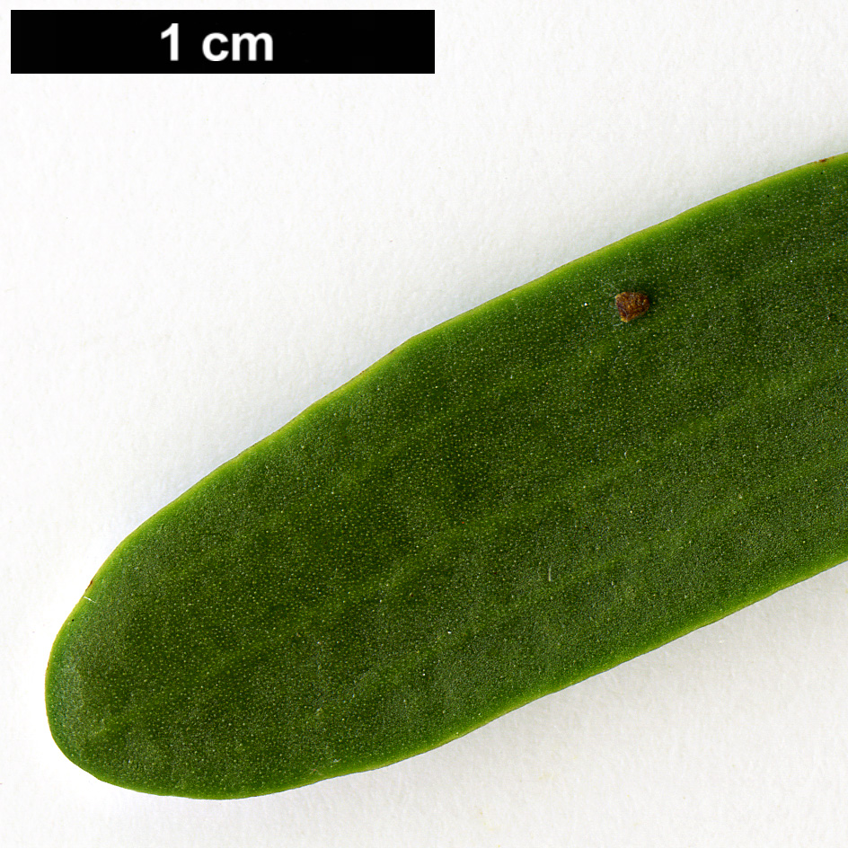 High resolution image: Family: Santalaceae - Genus: Viscum - Taxon: album High resolution image: Family: Santalaceae - Genus: Viscum - Taxon: album